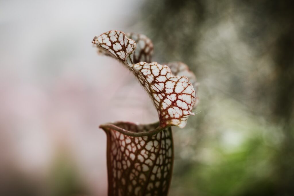 gilberto olimpio UWpSmrpDa Y unsplash