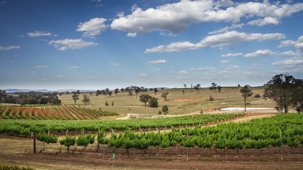 Exploring Sydney's Finest Vineyards | Venga Party Bus
