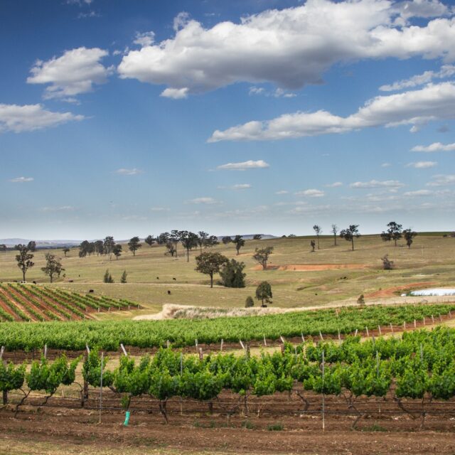 Exploring Sydney's Finest Vineyards | Venga Party Bus